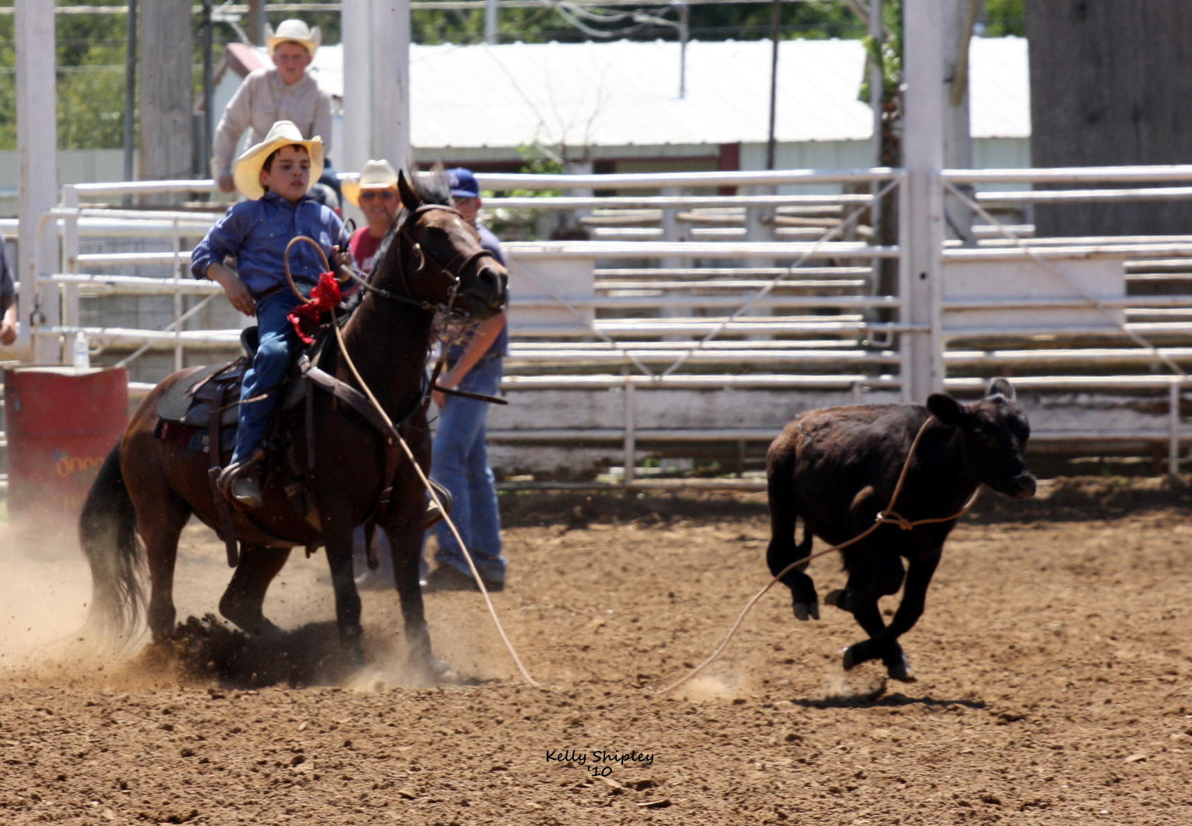 Calf Roping Horses For Sale